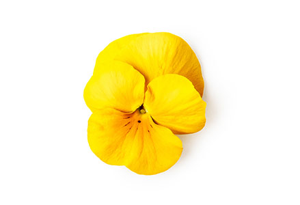 Week 16 - Viooltjes